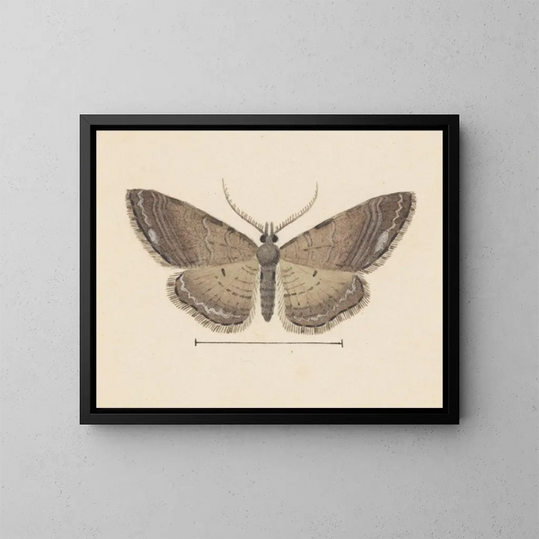 Aquarellaleri af entomologi Pl102 - George Hudson — indrammet kunstværk på væggen