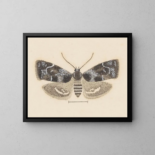 Aquarellaleri af entomologi Pl104 - George Hudson — indrammet kunstværk på væggen