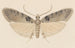 Entomologie akvarel Pl113 - George Hudson — visning af kunstværket