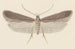 Entomologie akvarel Pl114 - George Hudson — visning af kunstværket