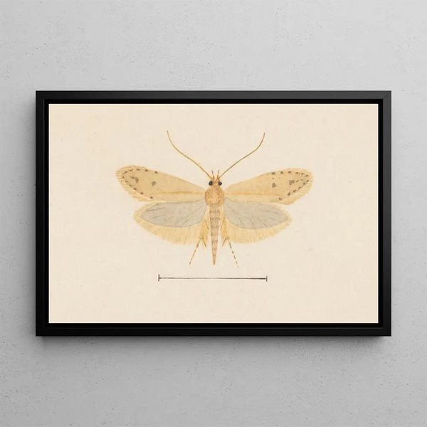 George Hudson - Entomology watercolour Pl137.webp