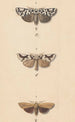 Aquarelle entomologique Pl140 - George Hudson — visning af kunstværket