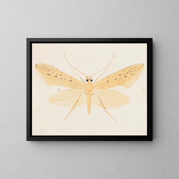 Aquarellaleri af entomologi Pl144 - George Hudson — indrammet kunstværk på væggen