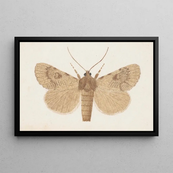 George Hudson - Entomology watercolour Pl154.webp