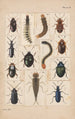 Planche originale malet for Coléoptères af New Zealand Planche II - George Hudson — visning af kunstværket