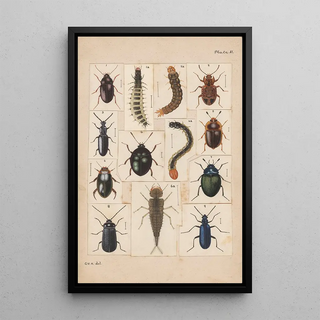 George Hudson - Original hand painted plate for New Zealand Beetles Plate II.webp