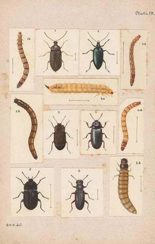 George Hudson - Original hand painted plate for New Zealand Beetles Plate IX.webp