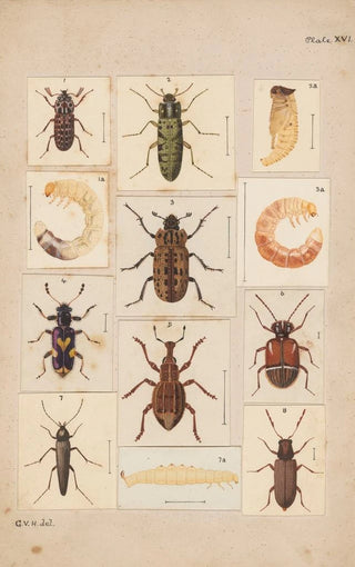 George Hudson - Original hand painted plate for New Zealand Beetles Plate XVI.webp