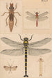 Planche originale malet for Nævroptère af New Zealand Planche II - George Hudson — visning af kunstværket