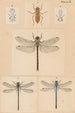 Planche originale malet for Nerverottere fra New Zealand Planche III - George Hudson — visning af kunstværket