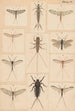 Planche originale malet for Nerverotter fra New Zealand Planche VI - George Hudson — visning af kunstværket