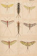 Planche original håndmalet til Névroptères af New Zealand Planche V - George Hudson — visning af kunstværket