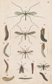 det originale håndmalede maleri til den nye-zealandske entomologibog Planche V - George Hudson — visning af kunstværket