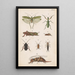 Planche originale peinte à la main pour le Manuel d'entomologie néo-zélandaise Planche XVII - George Hudson — indrammet kunstværk på væggen