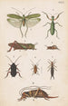 Planche originale peinte à la main pour le Manuel d'entomologie néo-zélandaise Planche XVII - George Hudson — visning af kunstværket