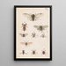 Planche originale malet i hånden til den newzealandske entomologibog Planche XX - George Hudson — indrammet kunstværk på væggen