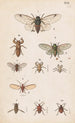 Planche originale malet i hånden til den newzealandske entomologibog Planche XX - George Hudson — visning af kunstværket