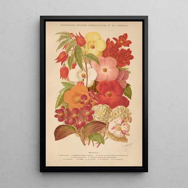 George Nicholson - Dictionnaire pratique dhorticulture Pl07.webp