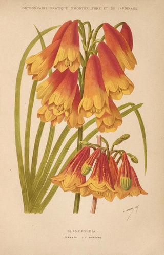 George Nicholson - Dictionnaire pratique dhorticulture Pl08.webp