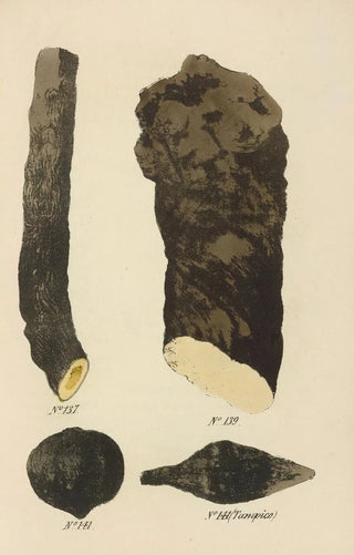 George Sampson Valentine Wills - A Manual of Vegetable Materia Medica Pl03.webp