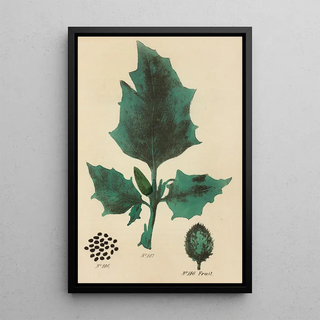 George Sampson Valentine Wills - A Manual of Vegetable Materia Medica Pl05.webp