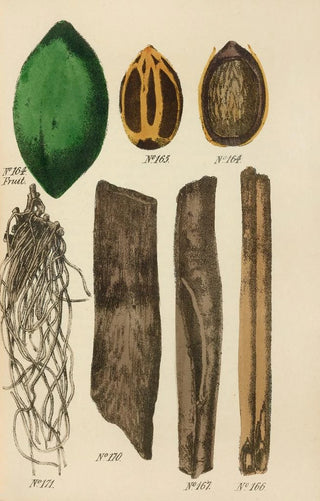 George Sampson Valentine Wills - A Manual of Vegetable Materia Medica Pl08.webp