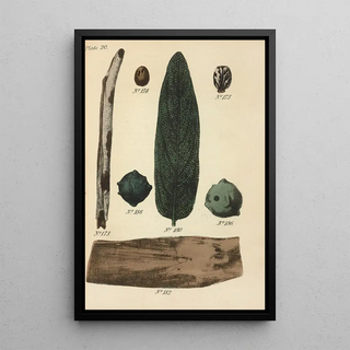 George Sampson Valentine Wills - A Manual of Vegetable Materia Medica Pl09.webp