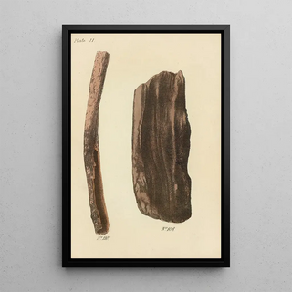 George Sampson Valentine Wills - A Manual of Vegetable Materia Medica Pl17.webp