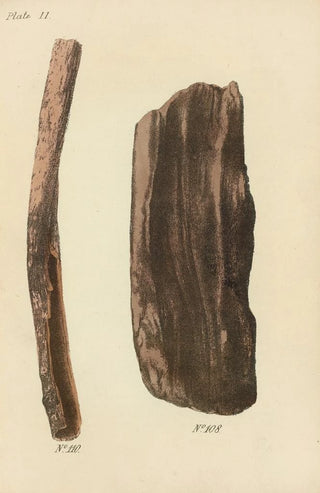 George Sampson Valentine Wills - A Manual of Vegetable Materia Medica Pl17.webp