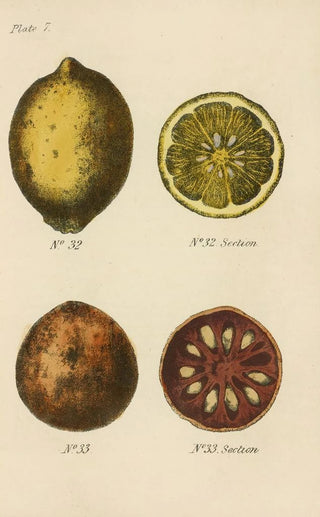 George Sampson Valentine Wills - A Manual of Vegetable Materia Medica Pl21.webp