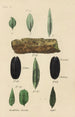 Reproduktion af maleriet En manual af vegetabilsk medicinsk materiale Pl22 - George Sampson Valentine Wills