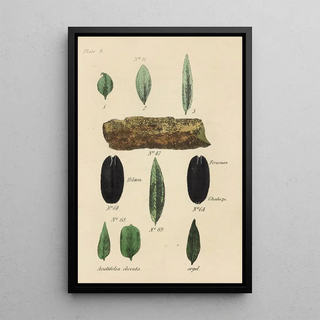 George Sampson Valentine Wills - A Manual of Vegetable Materia Medica Pl22.webp