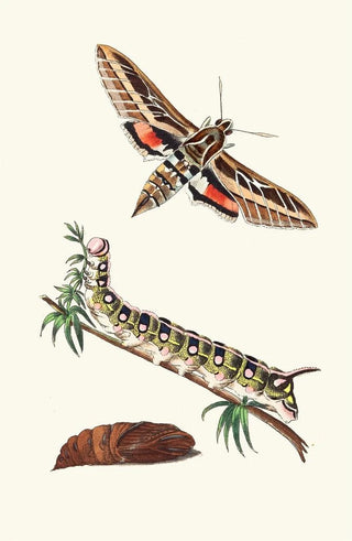 George Shaw - Lineated Sphinx.webp