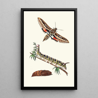 George Shaw - Lineated Sphinx.webp