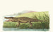 Crocodile de Saint-Domingue - George Shaw — visning af kunstværket