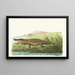 Crocodile de Saint-Domingue - George Shaw — indrammet kunstværk på væggen