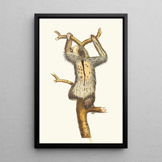 George Shaw - THREETOED SLOTH.webp