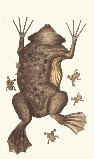 George Shaw - TOAD of SURINAM.webp