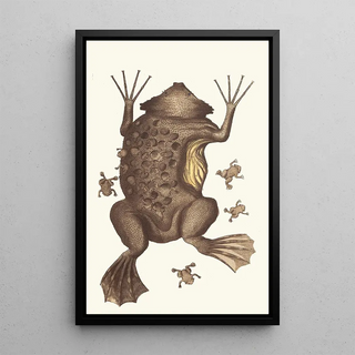 George Shaw - TOAD of SURINAM.webp