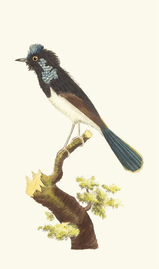 George Shaw - The SUPERB WARBLER.webp