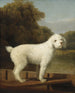 Caniche hvid i en kurv - George Stubbs — visning af kunstværket