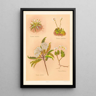 Georgina Burne Hetley - Celmisia longifolia Celmisia Glandulosa Olearia Ilicifolia.webp