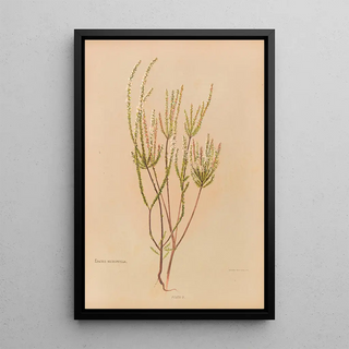 Georgina Burne Hetley - Epacris Microphylla.webp