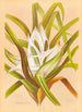 Freycinetia banksii - Georgina Burne Hetley — visning af kunstværket