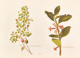 Fuchsia procumbens-maleri - Georgina Burne Hetley — visning af kunstværket