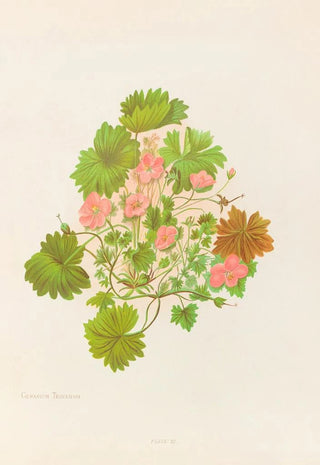 Georgina Burne Hetley - Geranium Traversii.webp