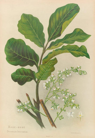 Georgina Burne Hetley - KoheKohe.webp