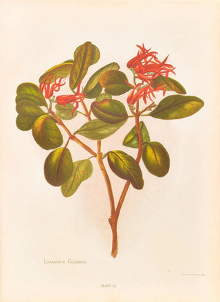 Georgina Burne Hetley - Loranthus Colensoi.webp