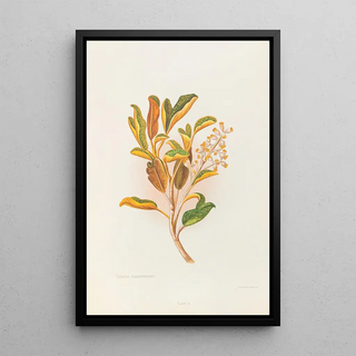 Georgina Burne Hetley - Selecio Eleagnifolius.webp