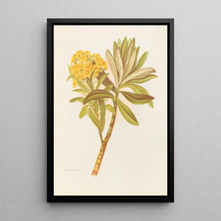 Georgina Burne Hetley - Senecio Huntii.webp